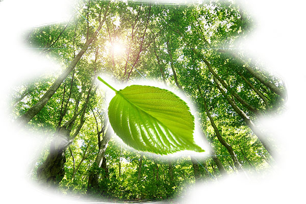 leaf and forest image